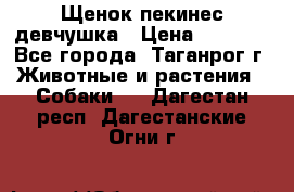 Щенок пекинес девчушка › Цена ­ 2 500 - Все города, Таганрог г. Животные и растения » Собаки   . Дагестан респ.,Дагестанские Огни г.